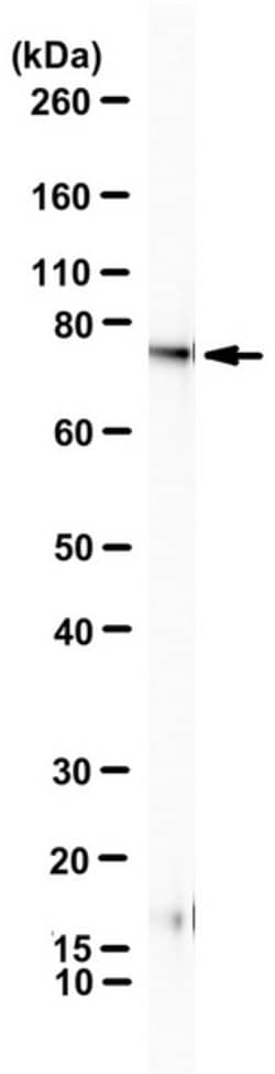 BMAL1 (ARNTL), Mouse anti-Mouse, Clone: B1BH2 , Millipore Sigma 25&mu;g;